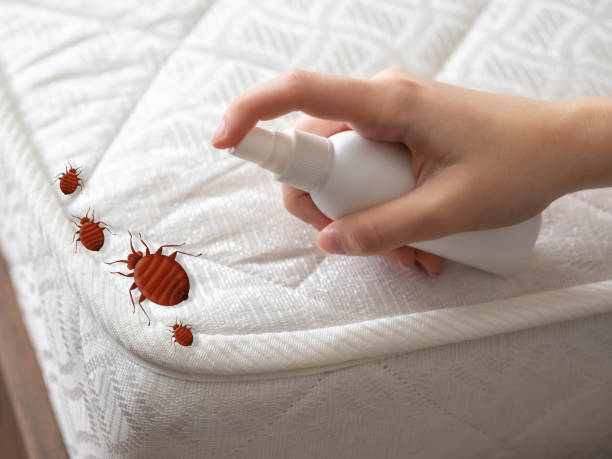 Best Pest Prevention Services  in Seis Lagos, TX